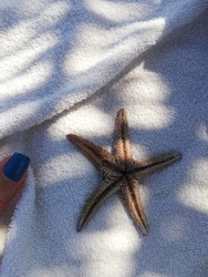 Dried starfish on white fabric. Star- shaped echinoderms. Asteroidea. Summer concept. Dead marine animal on the shore. Collecting dead starfish. Five-arm starfish.