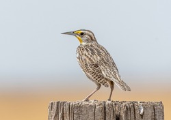 Photograph of the most popular and well known singer on the prairie, a Western Meadowlark, here poised on a fence post in the New Mexico grasslands.