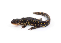 Photograph of a brightly colored Tiger Salamander isolated against a white background.