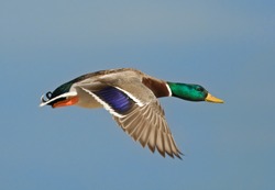 Photograph of a beautiful drake mallard with vivid green head flying with a blue sky as a backdrop.