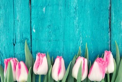 Frame of tulips on turquoise rustic wooden background. Spring flowers. Spring background. Greeting card for Valentine's Day, Woman's Day and Mother's Day. Top view.