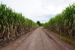 Beautiful sugarcane fields have roads used to transport sugarcane. Sugarcane has a high yield per rai.
