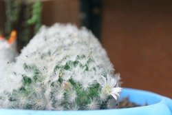 Feather cactus (Mammillaria plumosa) cactae