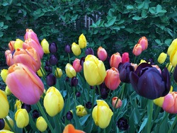 Outdoor closeup of a field of bright yellow, pink and purple tulips against a vivid dark green leafy background