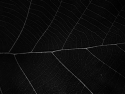 black and white leaf bone texture
