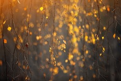 Yellow, orange and red beautiful autumn leaves on trees in autumn forest. Golden sunset and bokeh background
