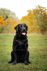 black labrador sits on the grass against the background of a yellow-green forest