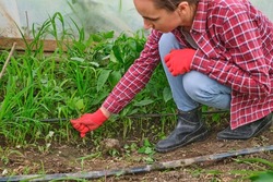 female gardener weeding in greenhouse hand in a red gloves pulling out weeds