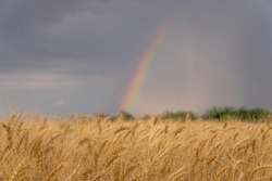 Ukraine. ears of wheat. rainbow