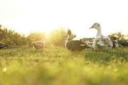 ducks on the background of the sunset. ducks in beautiful rays of light. green grass and ducks. Muscovy duck