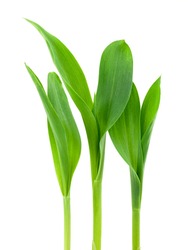 Seedling corn on a white background