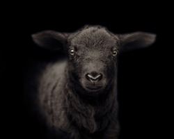 The look of the black sheep