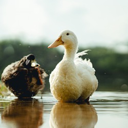 Ducks water summer lake goldenhour
