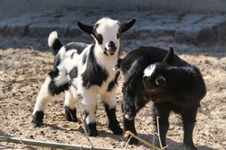 young goats at berlin petting zoo. totally playful. great to watch