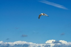 Seagull flying in the sky over the Baltic Sea in Zingst. The bird glides through the air in the most beautiful sunshine.