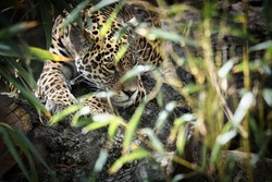 Jaguar lying behind grass. spotted fur, camouflaged lurking. The big cat is a predator. Look to the viewer. Animal photo of a hunter