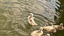 Chicks mute swan swimming in the water. Fluffy feathers of the small waterfowl. Animal photo of birds