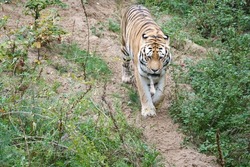 Tiger between trees and rock. Striped coat of elegant predators. Big cat from Asia. Mammal animal photo