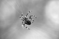 Cross spider shot in black and white, in a spider web, lurking for prey. Blurred background. A useful hunter among insects. Arachnid. Animal photo from the wild.