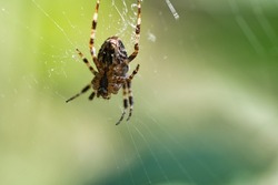 Cross spider in a spider web, lurking for prey. Blurred background. A useful hunter among insects. Arachnid. Animal photo from the wild.