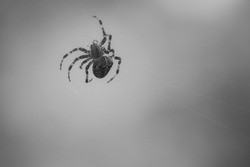Cross spider shot in black and white, crawling on a spider thread. Halloween fright. Blurred background. A useful hunter among insects. Arachnid. Animal photo from the wild.