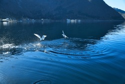 Seagulls takes off in the fjord in Norway. Water drops splash in dynamic movement of sea bird. Animal photo from Scandinavia