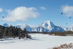 Ravens at Oxbow Bend in Winter, Grand Teton National Park, Wyoming 