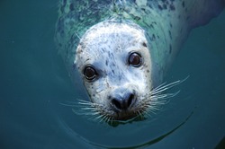 A Harbour seal looking straight into the camera while in the water offshore at a beach 
