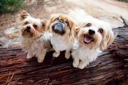 Three small dogs sitting on a log in a forest. One dog is a Pekingese and the other two dogs are Yorkshire Terriers