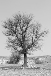 tree nature blackandwhite winter cold 