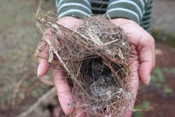 woman's hand holding a bird's nest that fell from the tree. Outdoors, natural.