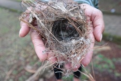 woman's hand holding a bird's nest that fell from the tree. Outdoors, natural.