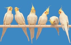 Flock of several cute, joyful, funny, beautiful, well-fed, happy, corella parrot birds sitting on a perch singing and communicating with each other in isolation on a blue background