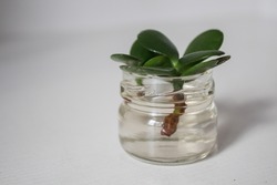 Jade plant propagation in small jar full of water. Succulent water propagation. Crassula Ovata succulent trying to grow in water. Easy to care plant. Hope for new growth. Money plant waiting to grow.