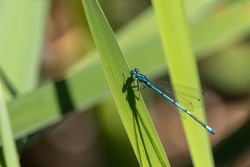 Azure damselfly (Coenagrion puella) is a species of damselfly. Male Odonata with black and blue coloring. Male insect species similar to dragonfly resting on a green leaf. Small colorful insect.