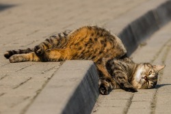 The ginger cat sleeps on the curb, bent, agile broken, flexible animal on the sidewalk