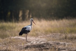 White stork, Ciconia ciconia, in a meadow in the Carpathians, white stork ecosystem, colorful flower meadow. A large bird associated with the countryside in the feeding grounds. A stork looks for food