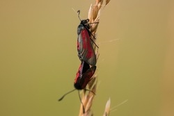 The purple beetle insect, Zygaena purpuralis, on an ear of grass. The insects prepare to mate during the mating season. Two pretty insects with red wings