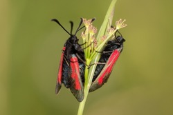 The purple beetle insect, Zygaena purpuralis, on an ear of grass. The insects prepare to mate during the mating season. Two pretty insects with red wings