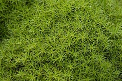 Moss, Bryophyta, a very dense plant, is a shelter for many small living organisms, moss protects small organisms and keeps the substrate moist