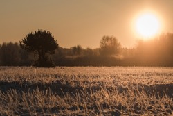 Beautiful meadow at sunset. Frozen meadow, winter period, frozen, frosted plants in the light of the setting sun