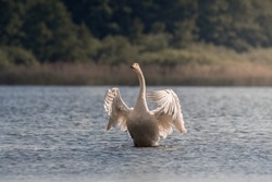 Whooper swan, Cygnus cygnus, swims in its living environment - the natural habitat of the Whooper swan, a pond with thickets, the swan feels good here, a natural and wild refuge of a large white bird