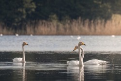 Whooper swans, Cygnus cygnus, swim in its living environment - the natural habitat of the whooper swan, a pond with thickets, the swan feels good here, a natural and wild refuge of a large white bird