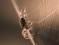 A spider in the sun, Araneae, and a spider web in the forest, a spider at dawn, a trap for insects, a beautiful spider web like an internet web. Spider's net