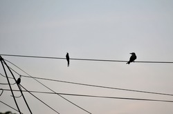 Silhouette of birds landing on high voltage wire. Wallpaper.