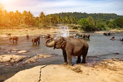 Elephants bathing in the river. National park. Pinnawala Elephant Orphanage. Sri Lanka. 