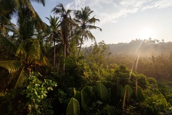 Beautiful landscape, sunrise of the tropical jungle.
