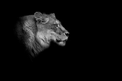 a female lion head in high contrast in black and white