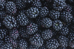 Black blackberry texture or background cg render 