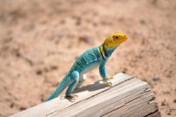Eastern Collared Lizard perched on a fence post.